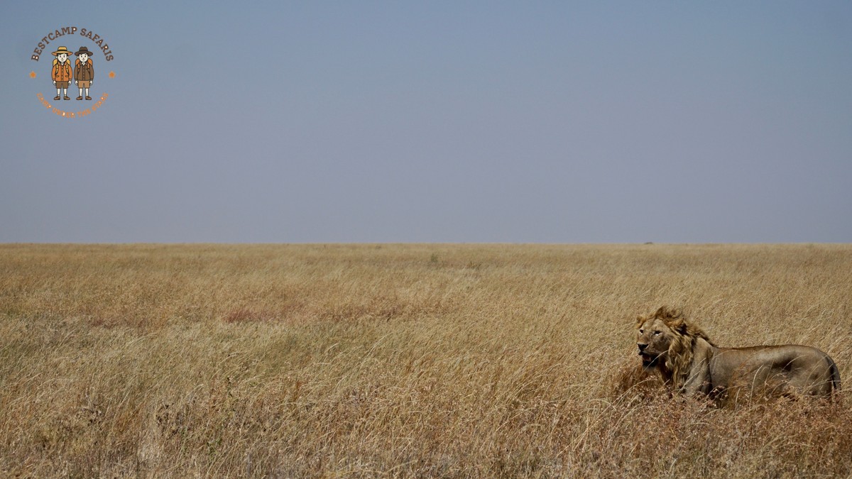 Chances of Seeing the Big Five in Kenya: Real Odds