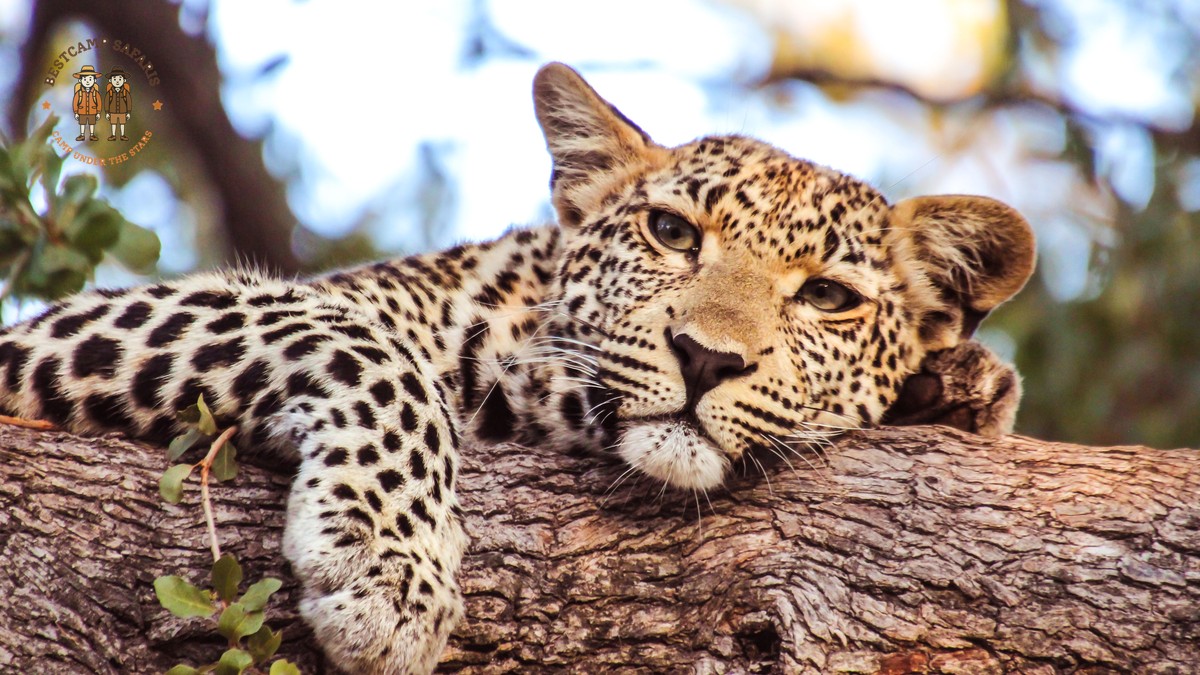 Chances of Seeing the Big Five in Kenya: Real Odds - photo 1