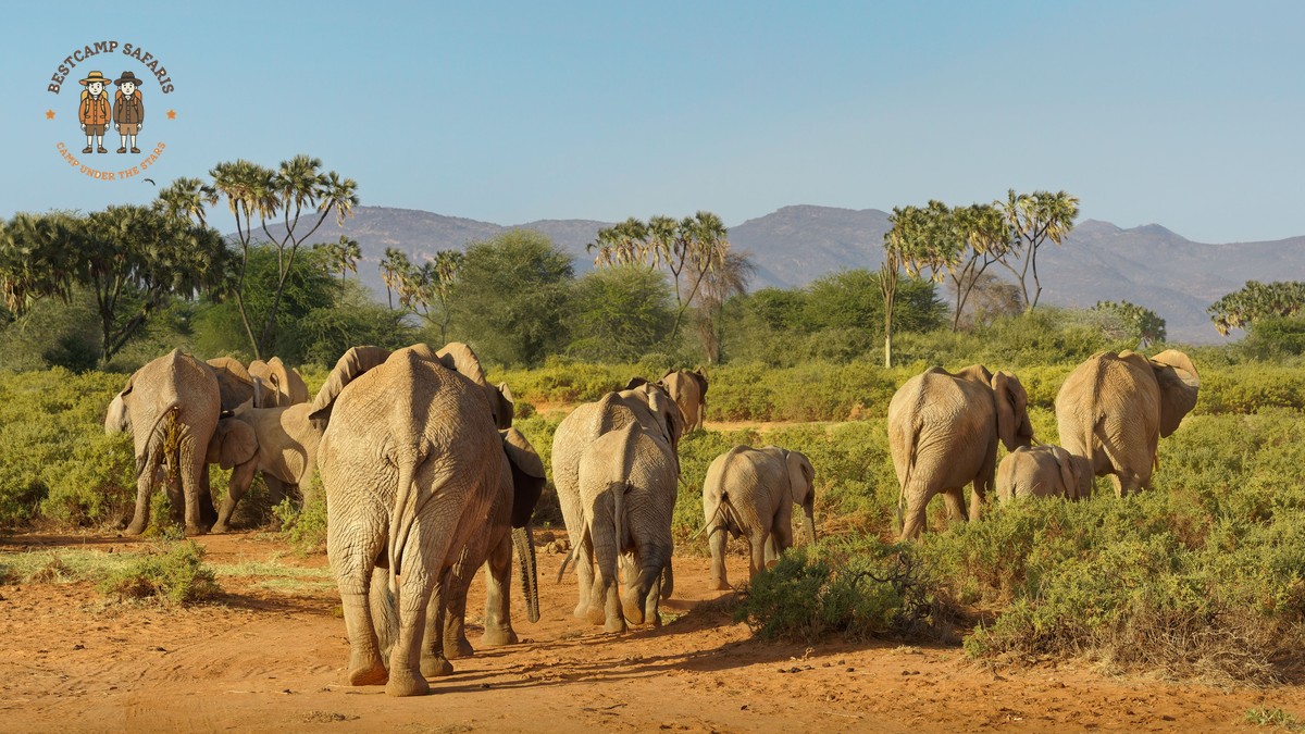 Chances of Seeing the Big Five in Kenya: Real Odds - photo 2