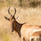 Cheap vs Expensive Safari Operators Kenya: The Real Cost