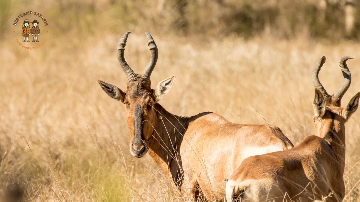 Cheap vs Expensive Safari Operators Kenya: The Real Cost