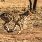 Cheetah Cubs Best Month in the Masai Mara
