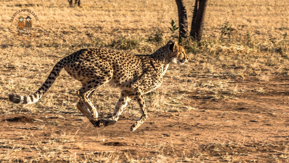 Cheetah Cubs Best Month in the Masai Mara