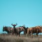Climate Change Wildebeest Migration Decline Explained