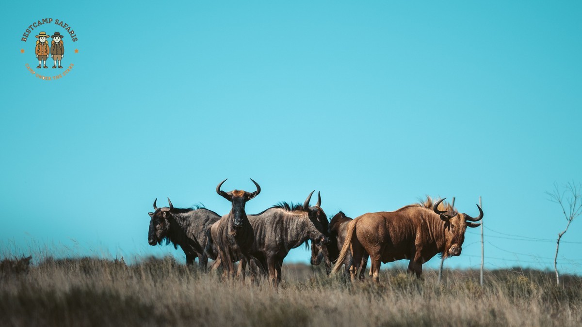 Climate Change Wildebeest Migration Decline Explained