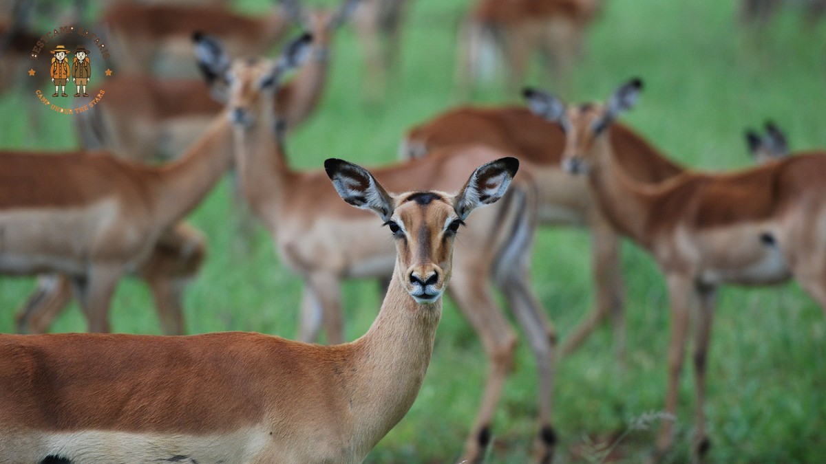 Domestic Flights Bush Airstrips Kenya: Routes & Costs