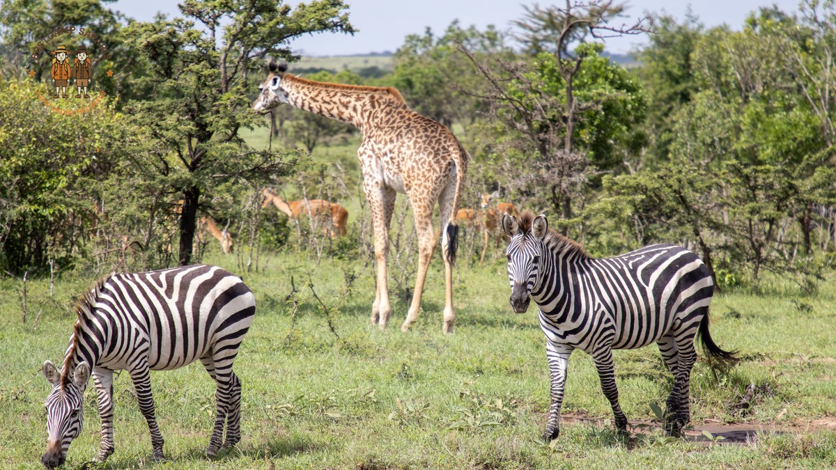 Driving Time vs Game Viewing on a Kenya Safari - photo 2