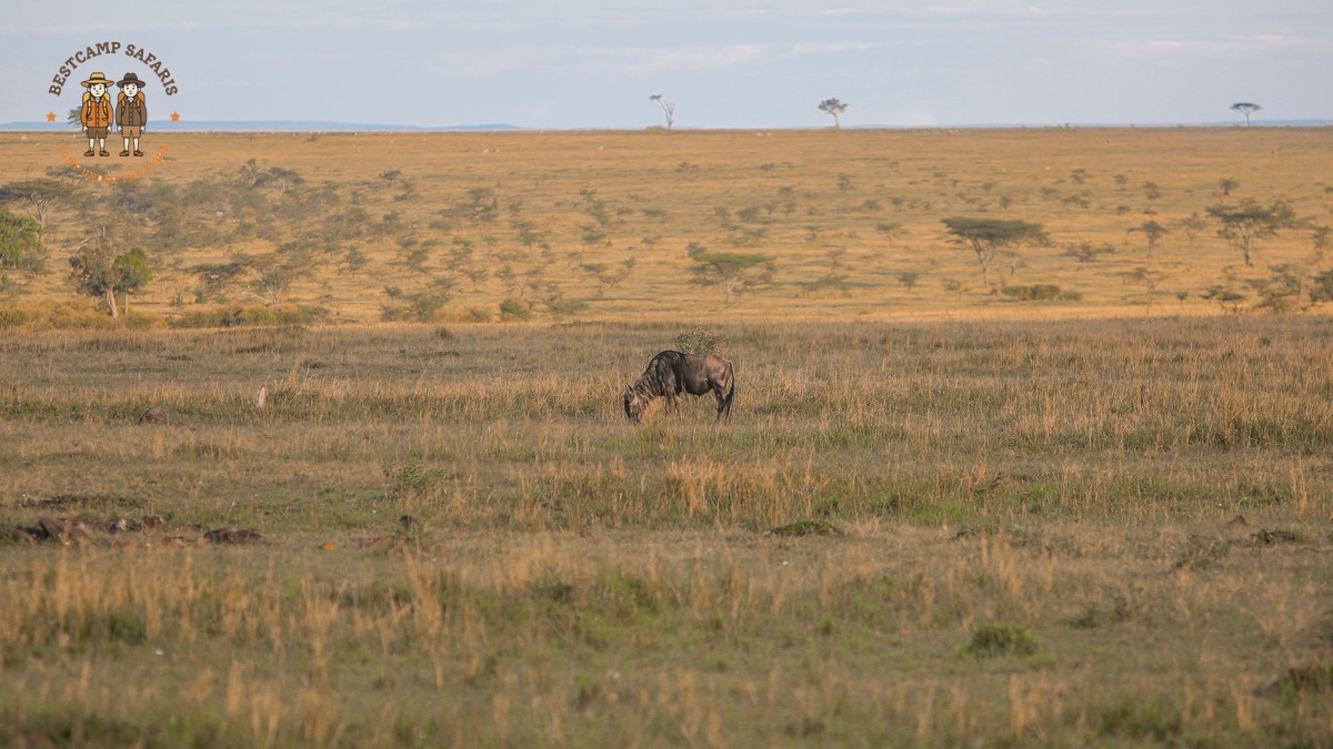 Duffel Bag vs Suitcase for a Kenya Safari - photo 1