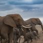Elephant Matriarch Herd Structure in Amboseli: A Field Guide