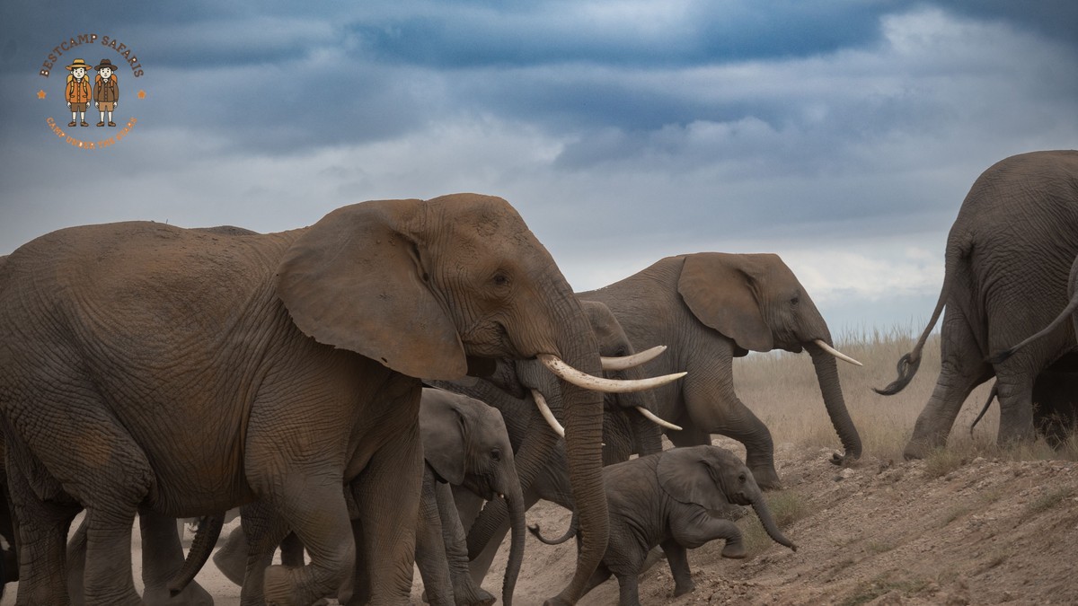 Elephant Matriarch Herd Structure in Amboseli: A Field Guide