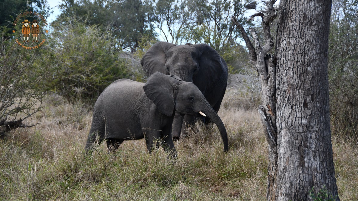 Elephant Matriarch Herd Structure in Amboseli: A Field Guide - photo 1