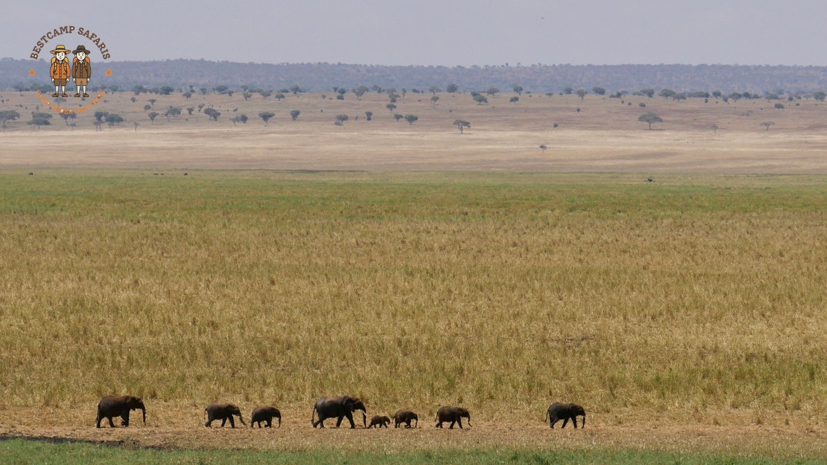 Elephant Matriarch Herd Structure in Amboseli: A Field Guide - photo 2