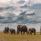 Elephant Warning Signs Safari Safety Guide