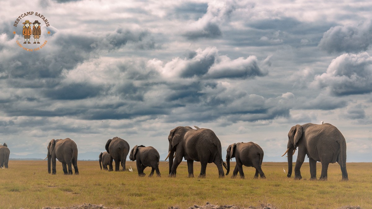 Elephant Warning Signs Safari Safety Guide