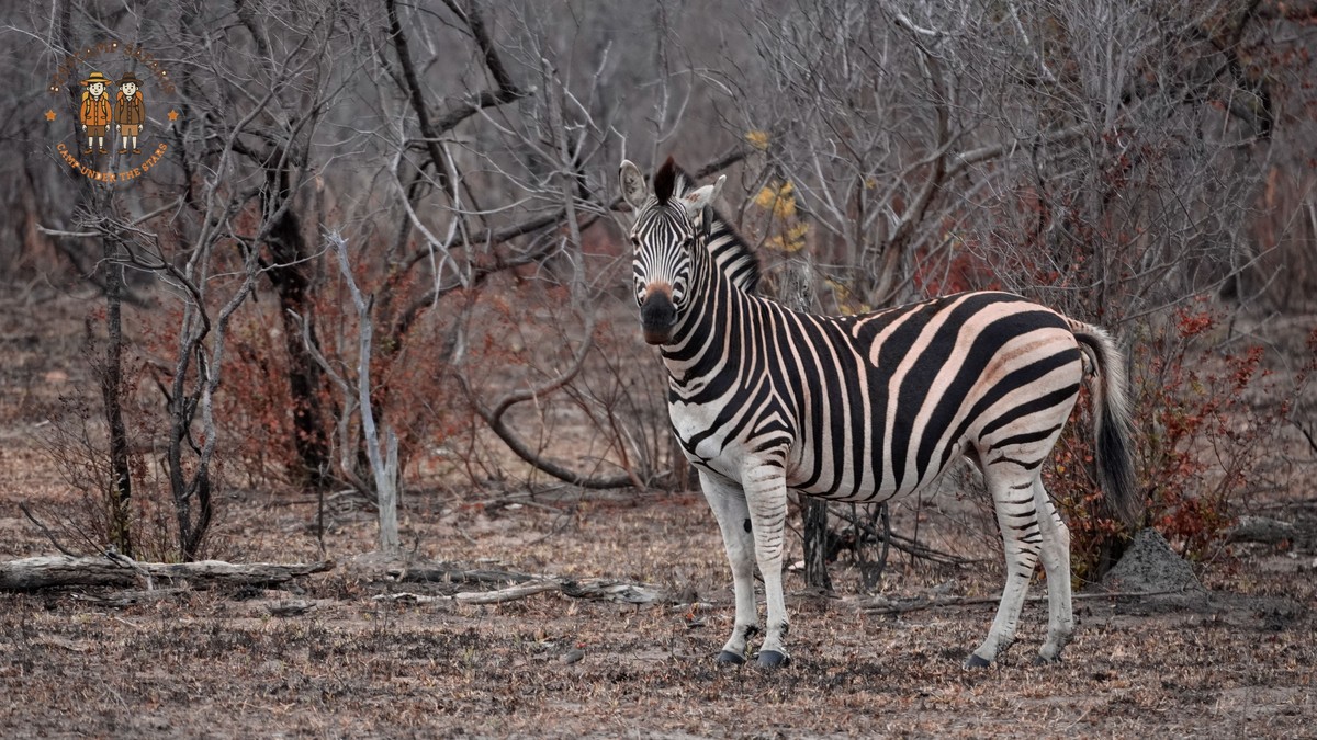 eSIM Mobile Data for a Kenya Safari: What Works