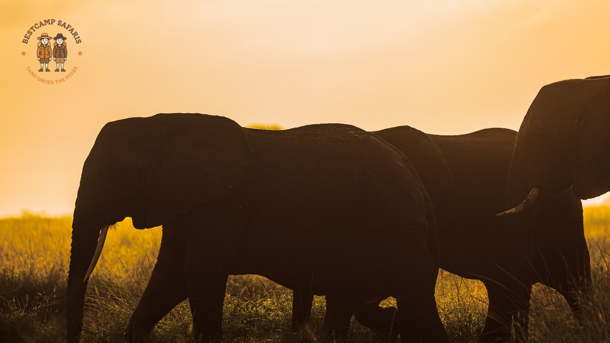 eSIM Mobile Data for a Kenya Safari: What Works - photo 1