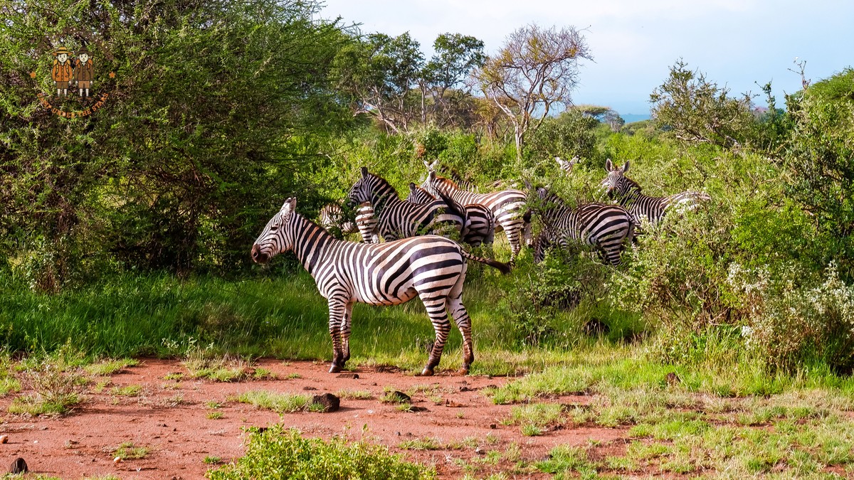 eSIM Mobile Data for a Kenya Safari: What Works - photo 2