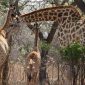 Family Mobile Camping Safari Kenya: How It Works