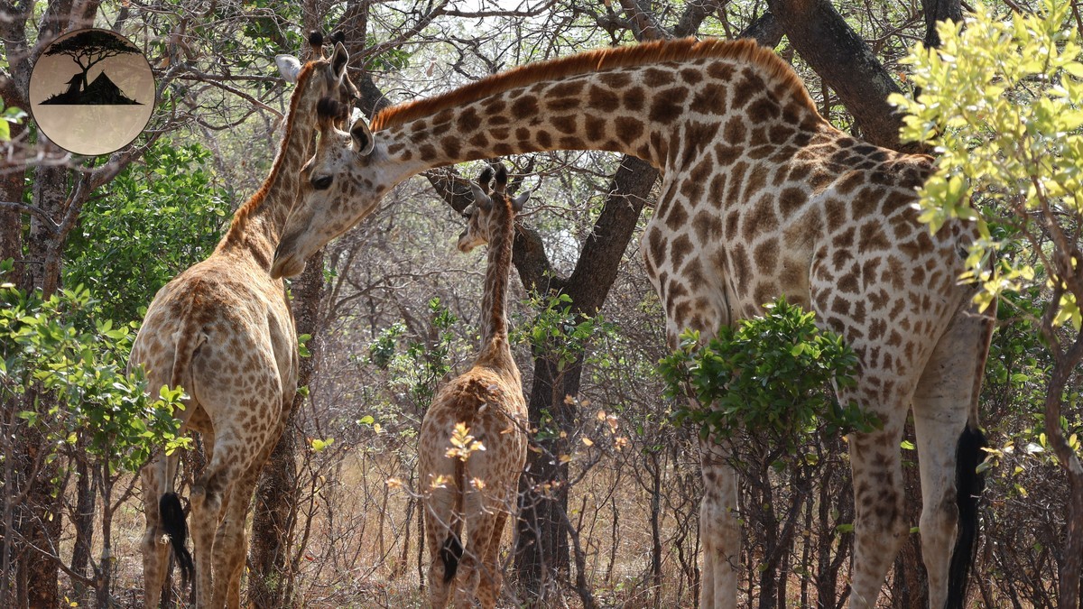 Family Mobile Camping Safari Kenya: How It Works