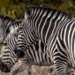 Family Safari Kenya for Bodo-Speaking Parents: Full Guide
