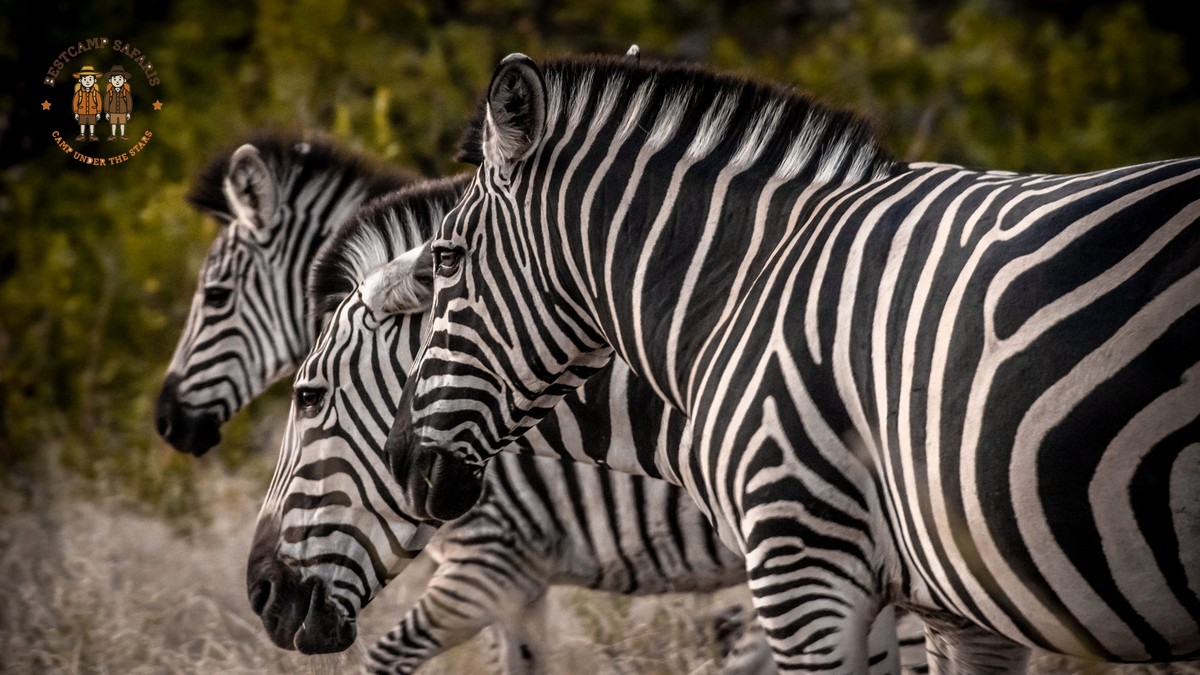 Family Safari Kenya for Bodo-Speaking Parents: Full Guide