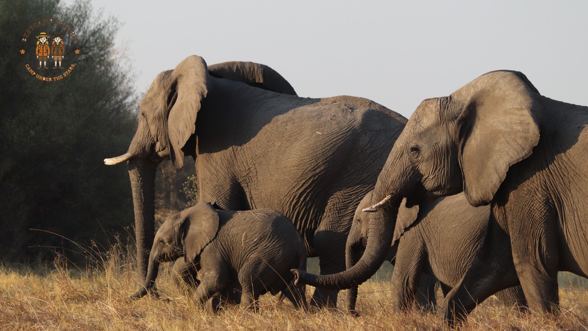 Family Safari Kenya for Bodo-Speaking Parents: Full Guide - photo 2