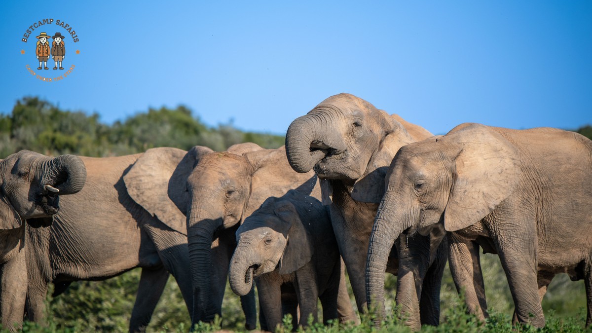 Family Safari Kenya for German-Speaking Parents: Plan It