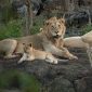 Family Safari Kenya for Gujarati Speaking Parents: Best Camp Guide