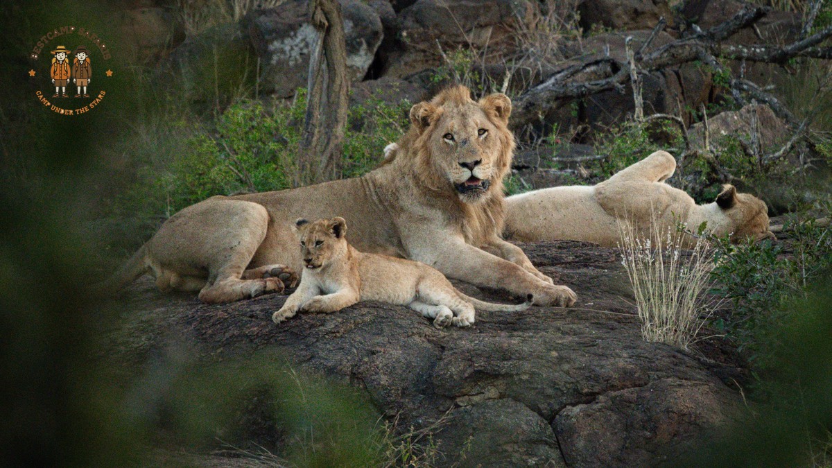 Family Safari Kenya for Gujarati Speaking Parents: Best Camp Guide