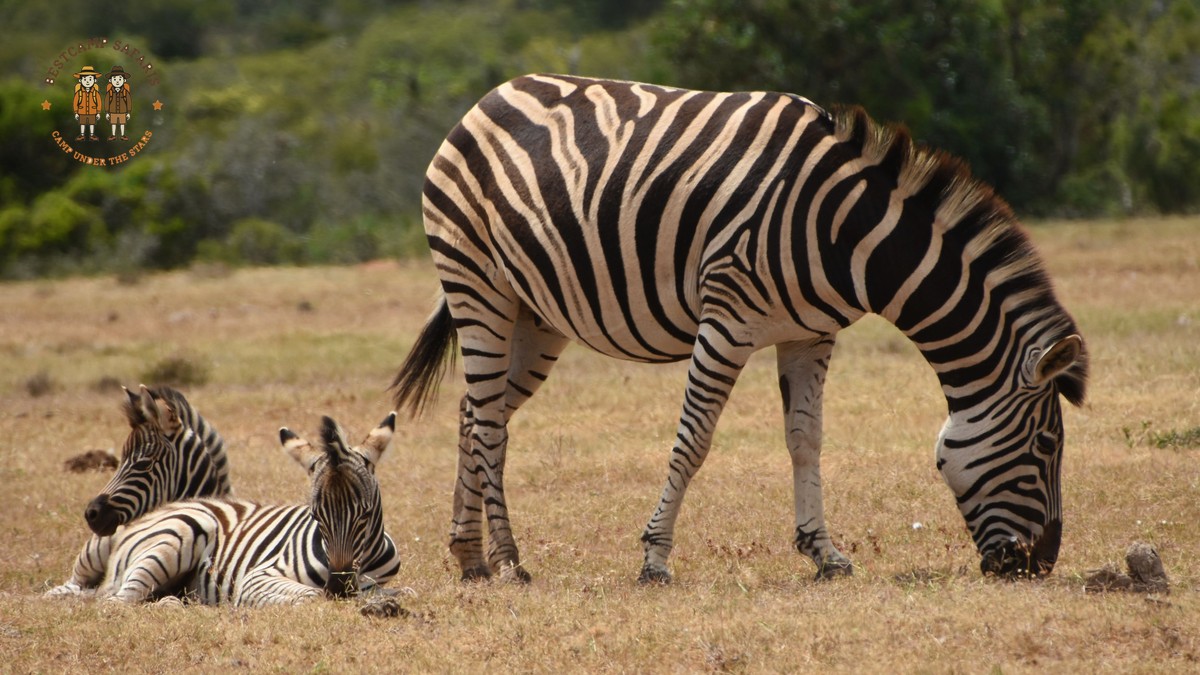 Family Safari Kenya Ilocano Speaking Parents Guide - photo 2