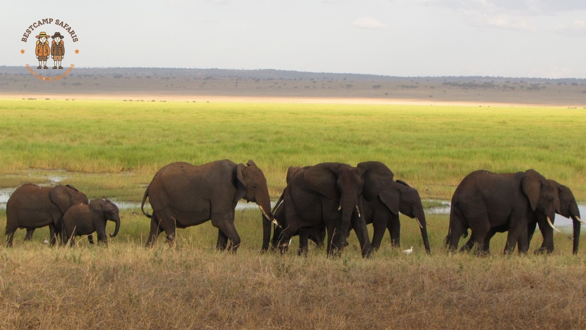 Family Safari Kenya for Manipuri-Speaking Parents | BestCamp