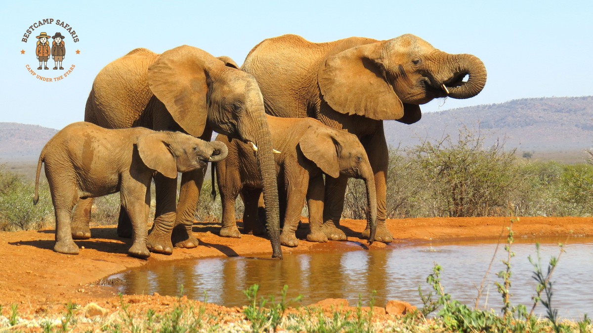 Family Safari Kenya for Manipuri-Speaking Parents | BestCamp - photo 2