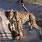 Family Safari Kenya Punjabi Speaking Parents: BestCamp Guide