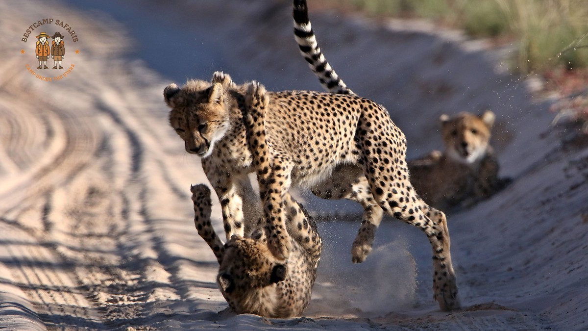 Family Safari Kenya Punjabi Speaking Parents: BestCamp Guide