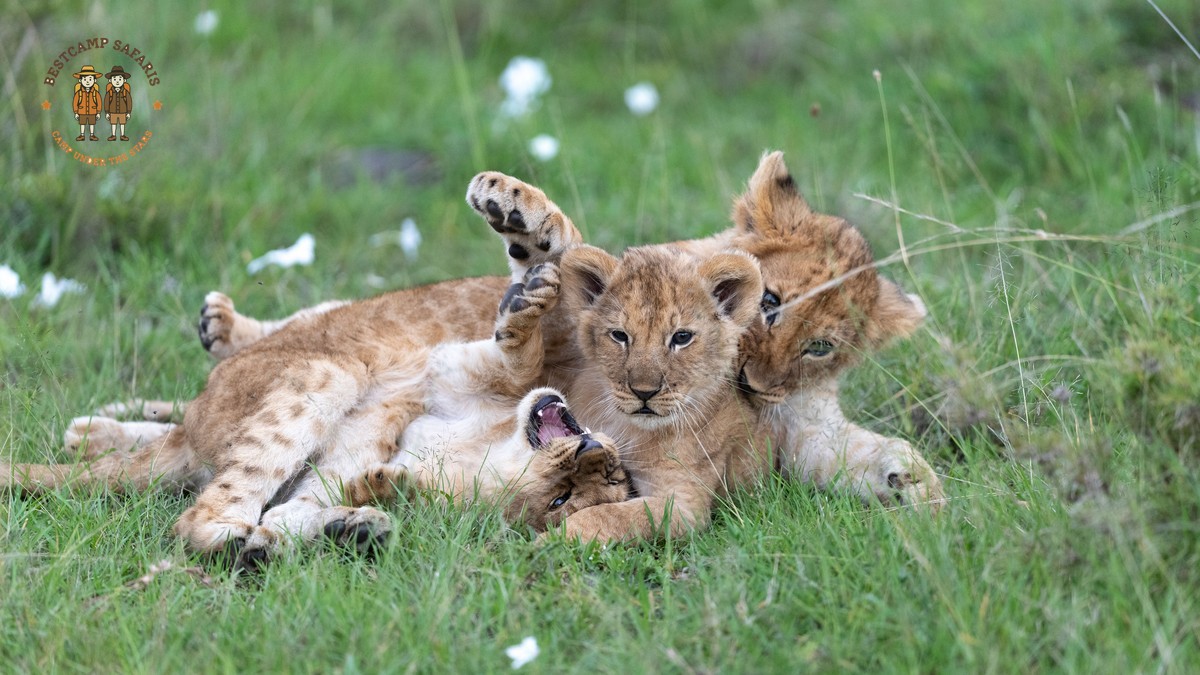 Family Tent Safari Setup: How It Really Works