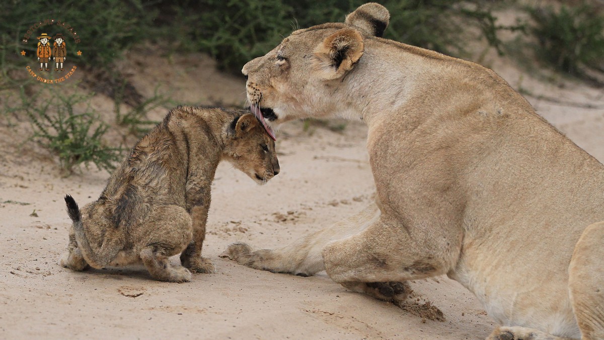 Family Tent Setup on a Mobile Safari Camp in Kenya