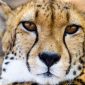 Fante Speaking Travelers Kenya Safari: Planning Guide 2026
