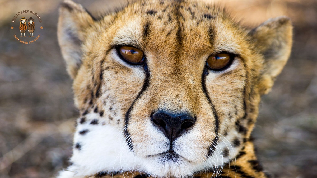 Fante Speaking Travelers Kenya Safari: Planning Guide 2026