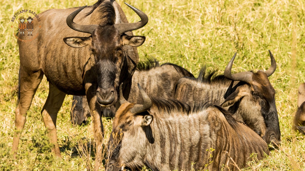 Fear of Sleeping in a Safari Tent? Here's the Truth - photo 2