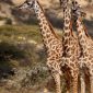 Giraffe Centre Nairobi Safari Day: Fees, Hours, Tips