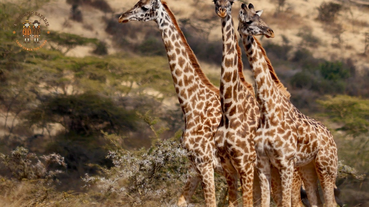 Giraffe Centre Nairobi Safari Day: Fees, Hours, Tips
