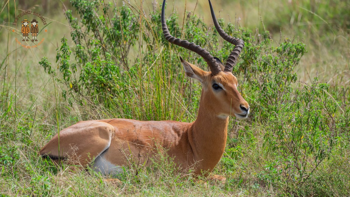 Giraffe Centre Nairobi Safari Day: Fees, Hours, Tips - photo 1