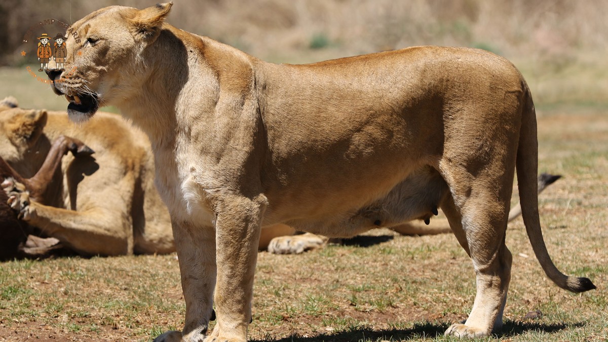Giraffe Centre Nairobi Safari Day: Fees, Hours, Tips - photo 2