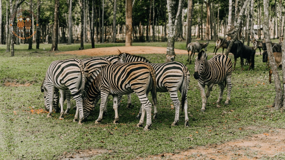 Kenya Safari Tour Operators for Haitian Creole Speakers