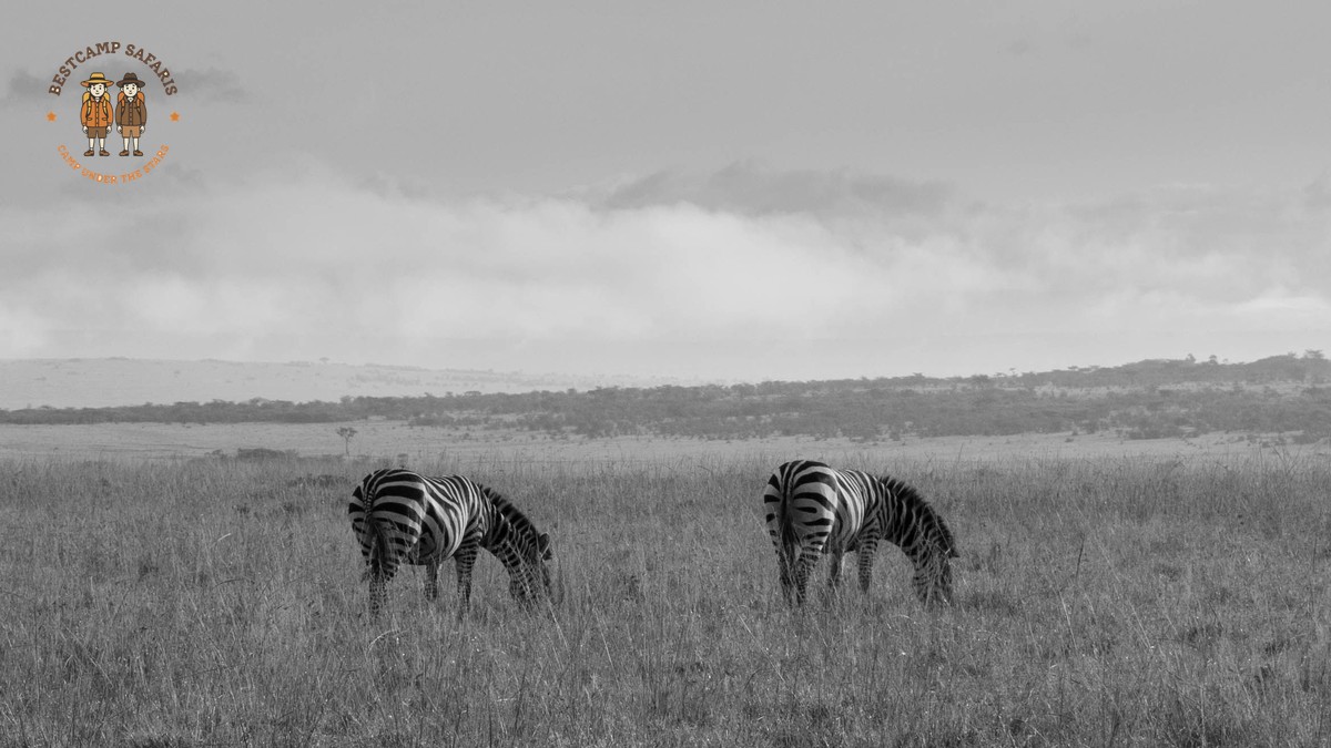 Hidden Fees Kenya Safari Trip: What Your Quote Won't Show - photo 2