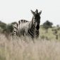 Honey Badger Sightings Kenya Safari: Best Spots