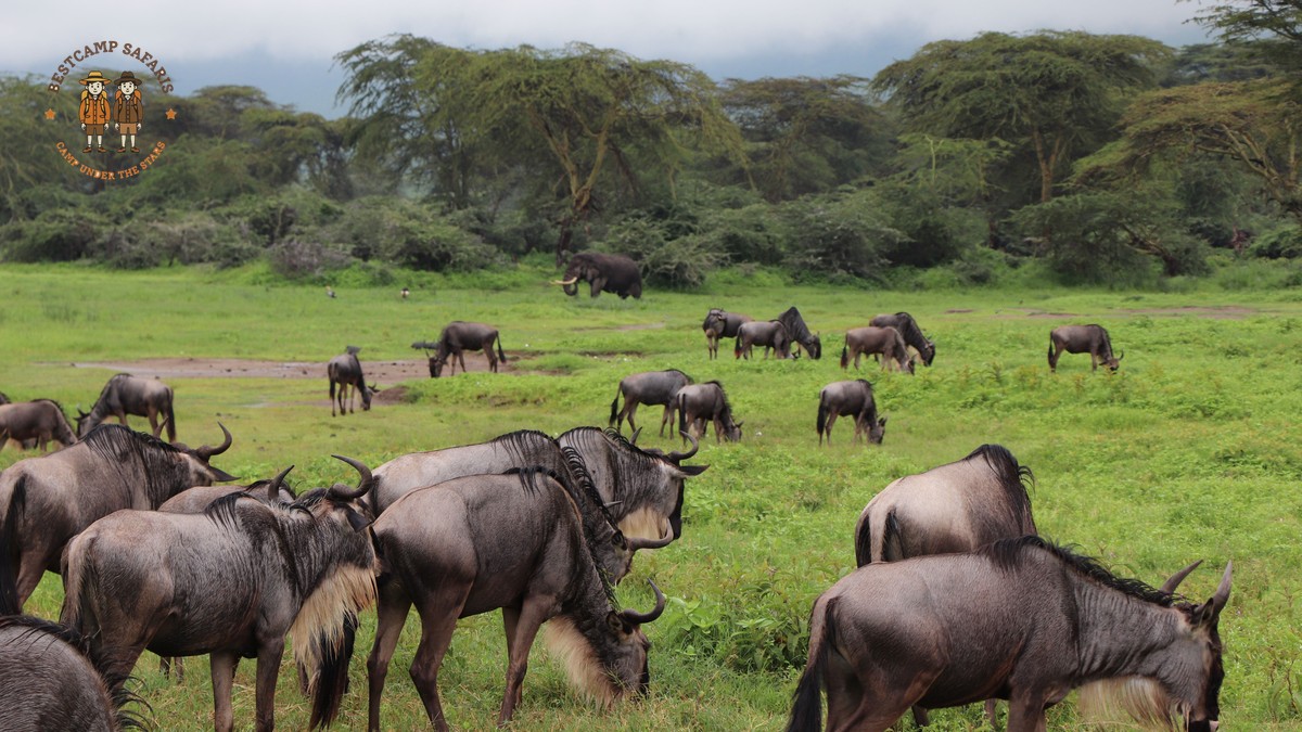 Honey Badger Sightings Kenya Safari: Best Spots - photo 2