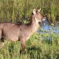 Kenya's Hottest Safari Month: What to Expect in February