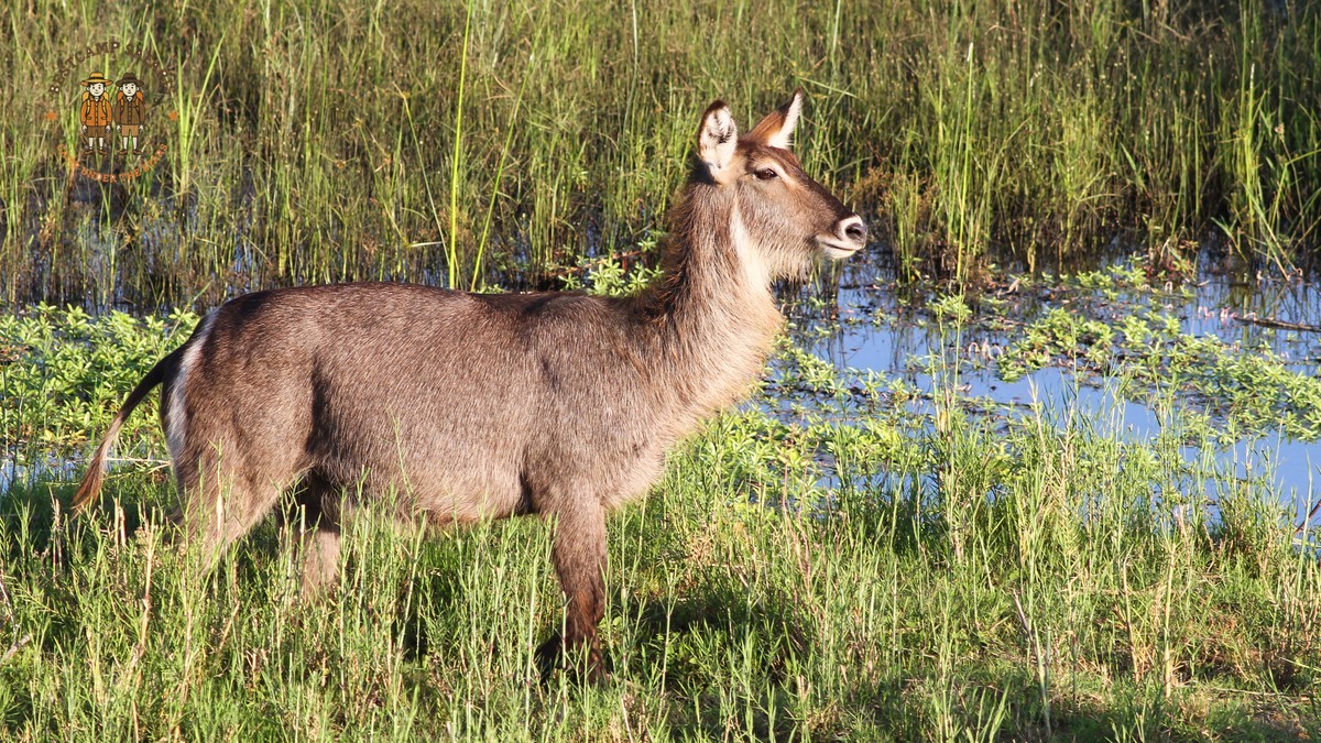 Kenya's Hottest Safari Month: What to Expect in February