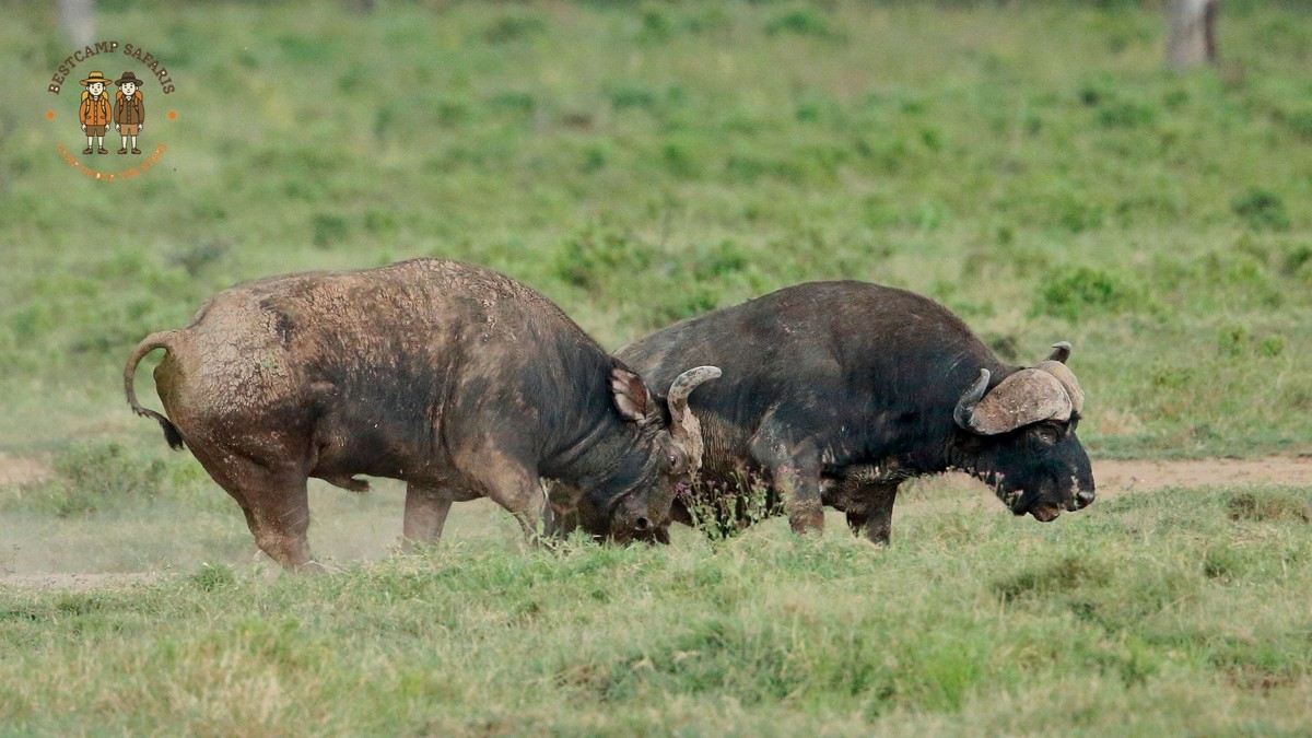 Kenya's Hottest Safari Month: What to Expect in February - photo 2